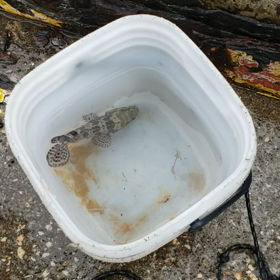 釣れたの画像