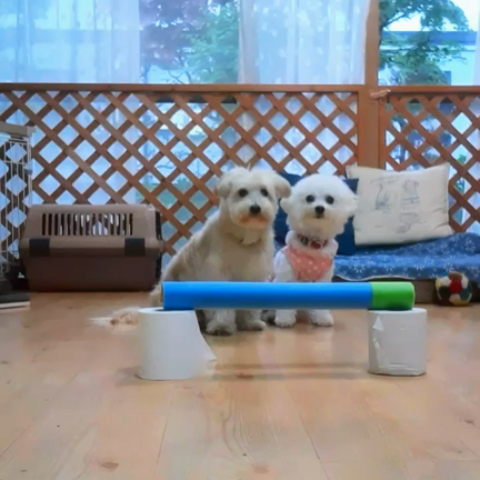 新人さん✨犬の保育園✨Special動画(笑)✨の記事動画