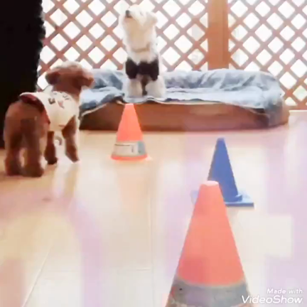 お楽しみ動画✨ お礼のご報告✨の記事動画