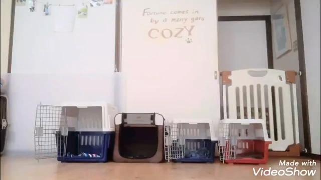 いつものＣＯＺＹライフ✨　避難訓練とマイクロチップのお話少し✨の記事動画