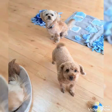 お楽しみ動画✨ お礼のご報告✨の記事動画