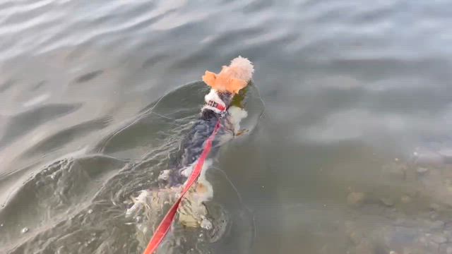 ムルギーだった時代。の記事動画
