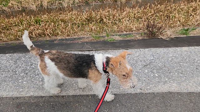 本日も問題なし。の記事動画