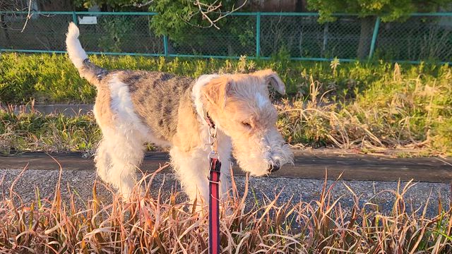 本日も問題なし。の記事動画