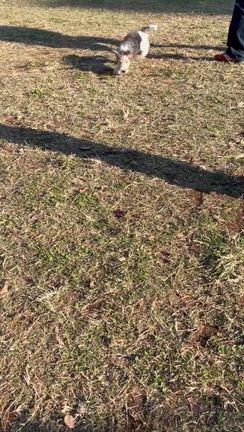 アデル日記8日目の記事動画