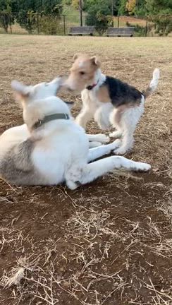 たまにはの記事動画