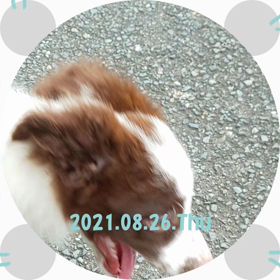 毎回治療後に(*´・з・)の画像
