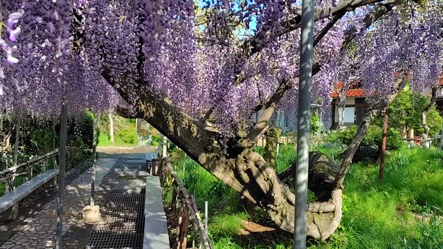 今年も藤を見にお邪魔しました(^^♪の記事動画