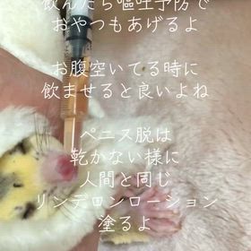 フクロモモンガ薬の飲ませ方、軟膏の塗り方の画像