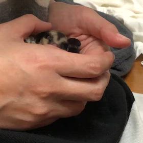 モネ9歳おめでとうの画像