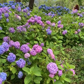 河口湖八木崎公園あじさいの画像