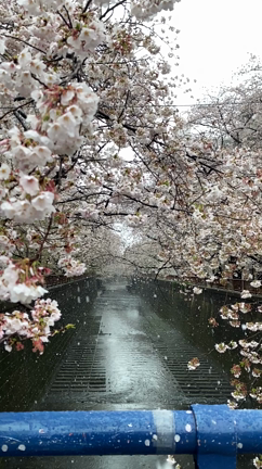 桜満開と雪の記事動画