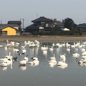 白鳥の画像