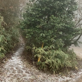 １３９０回：まさかの雪！？の画像