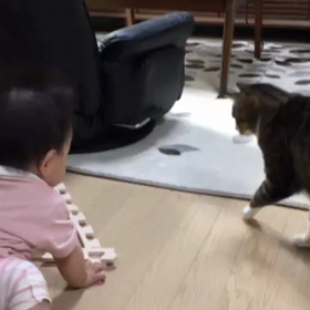 ねこ診断キャンペーンの画像