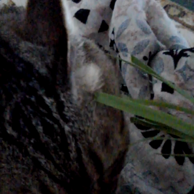 最近のネコとわたしの画像