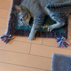 度胸がなかった、キメがなかった。の画像