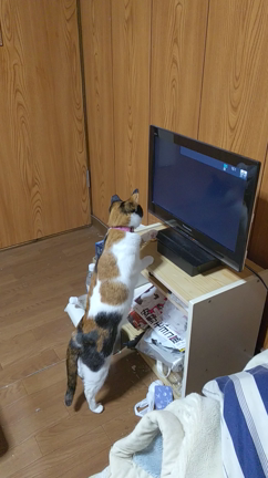 テレビに夢中なミーの記事動画