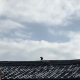 自由な鳥の画像