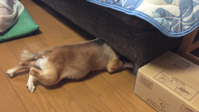 朝からジタバタ！！の記事動画