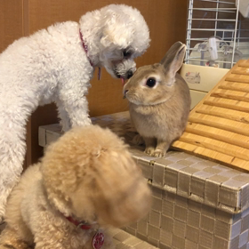 うさぎのオヤツタイムでみんな集合 〜アリスとピンキーとティナ〜の画像