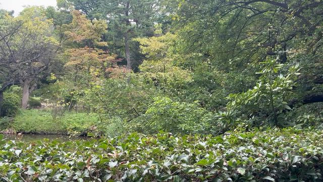 蝉の声が凄いですの記事動画