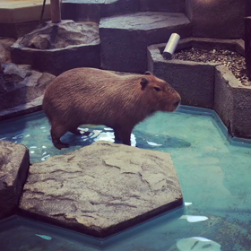 暑すぎるんですけど(°_°)の画像