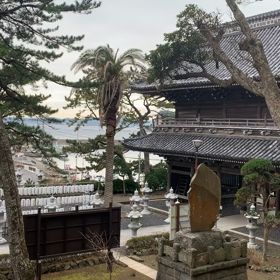 タンジョウジの画像