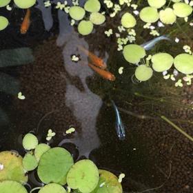 今日のメダカの画像