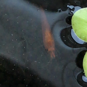 今日のめだかの画像