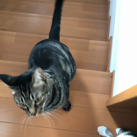 階段のくだりの画像