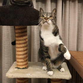 首振りの画像