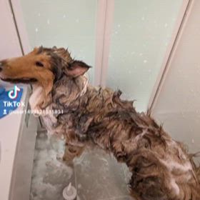 シャンプーDAYの画像