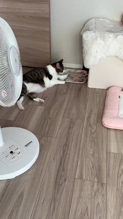 Arielプロジェクト募金箱ご報告♡我が家の猫の近況の記事動画
