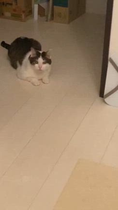 保護猫【海】の介護と植物の力の記事動画