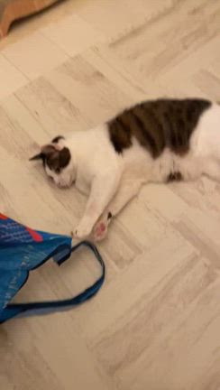 保護猫【海】の介護と植物の力の記事動画