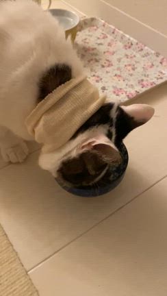 保護猫【海】の現状と後悔の記事動画