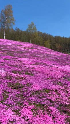北海道お花の癒し♡芝桜・チューリップの記事動画