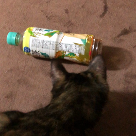 事件(猫)ですの画像