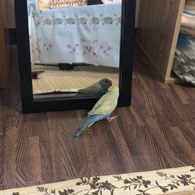 かっちゃん  【闘いの巻】の画像