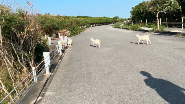 波照間島への旅、3日目、ダイビングの後は、、の記事動画