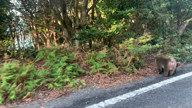 ありのままの自分に戻れる場所 〜屋久島リベンジの旅〜vol1〜の記事動画