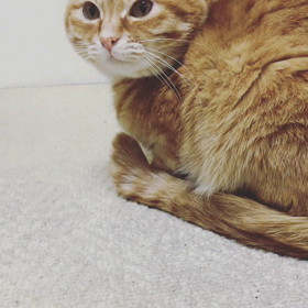 しっぽの画像