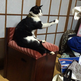 猫力の画像