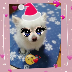 ナナ（チワワ）の日記の画像