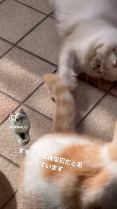 確信犯だと思っているの記事動画