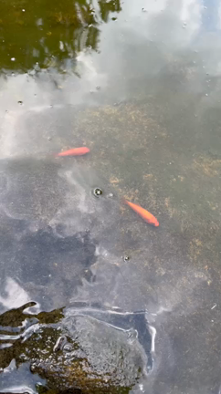 金魚が捨てられてました。の記事動画