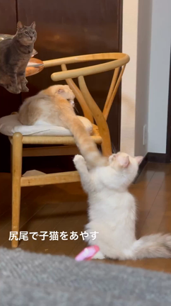 しっぽであやす猫の記事動画