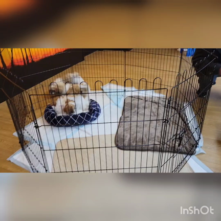 第70回シーズー子犬里親会のご報告の記事動画