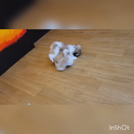 第70回シーズー子犬里親会のご報告の記事動画